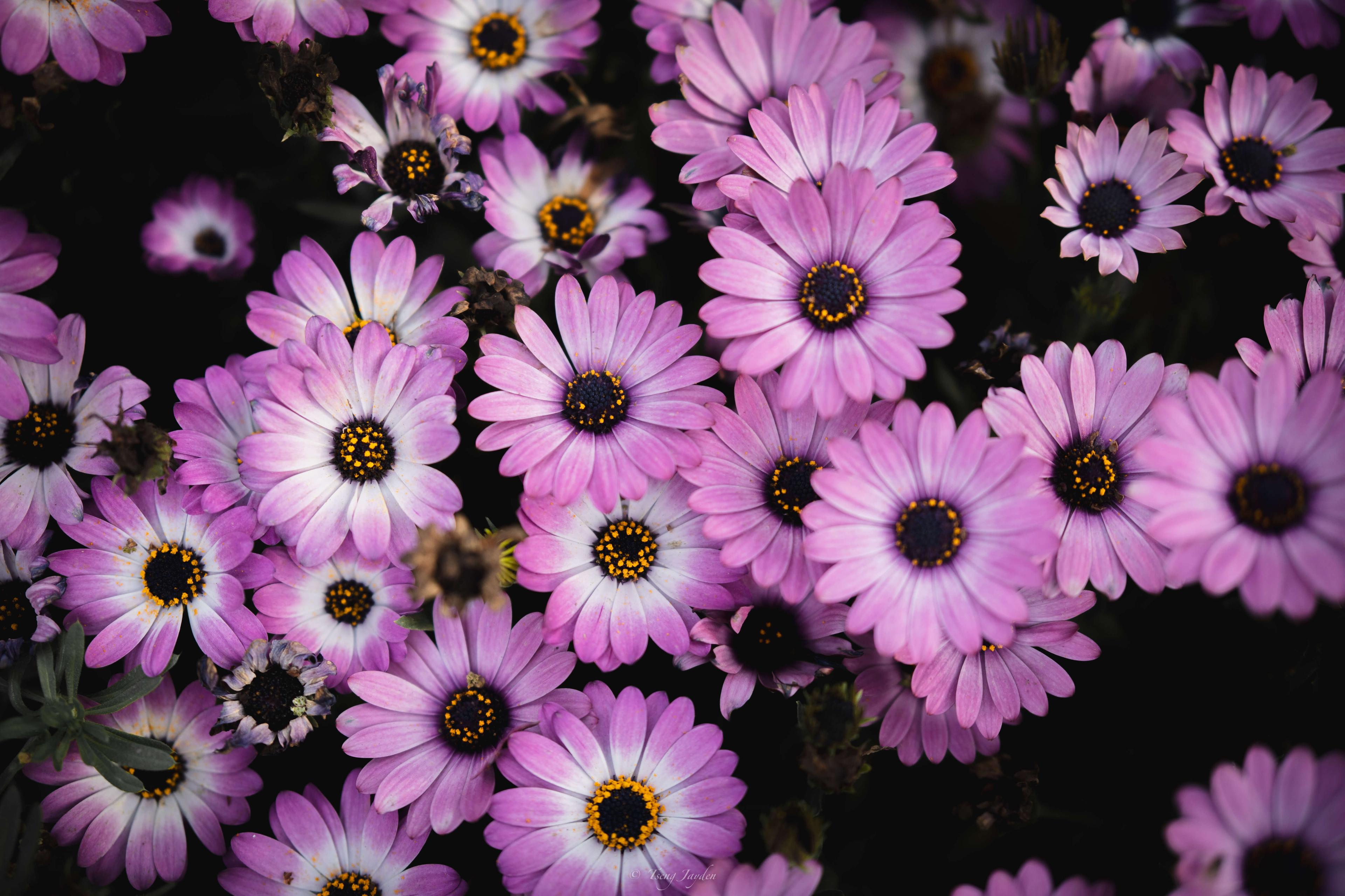 African Daisy