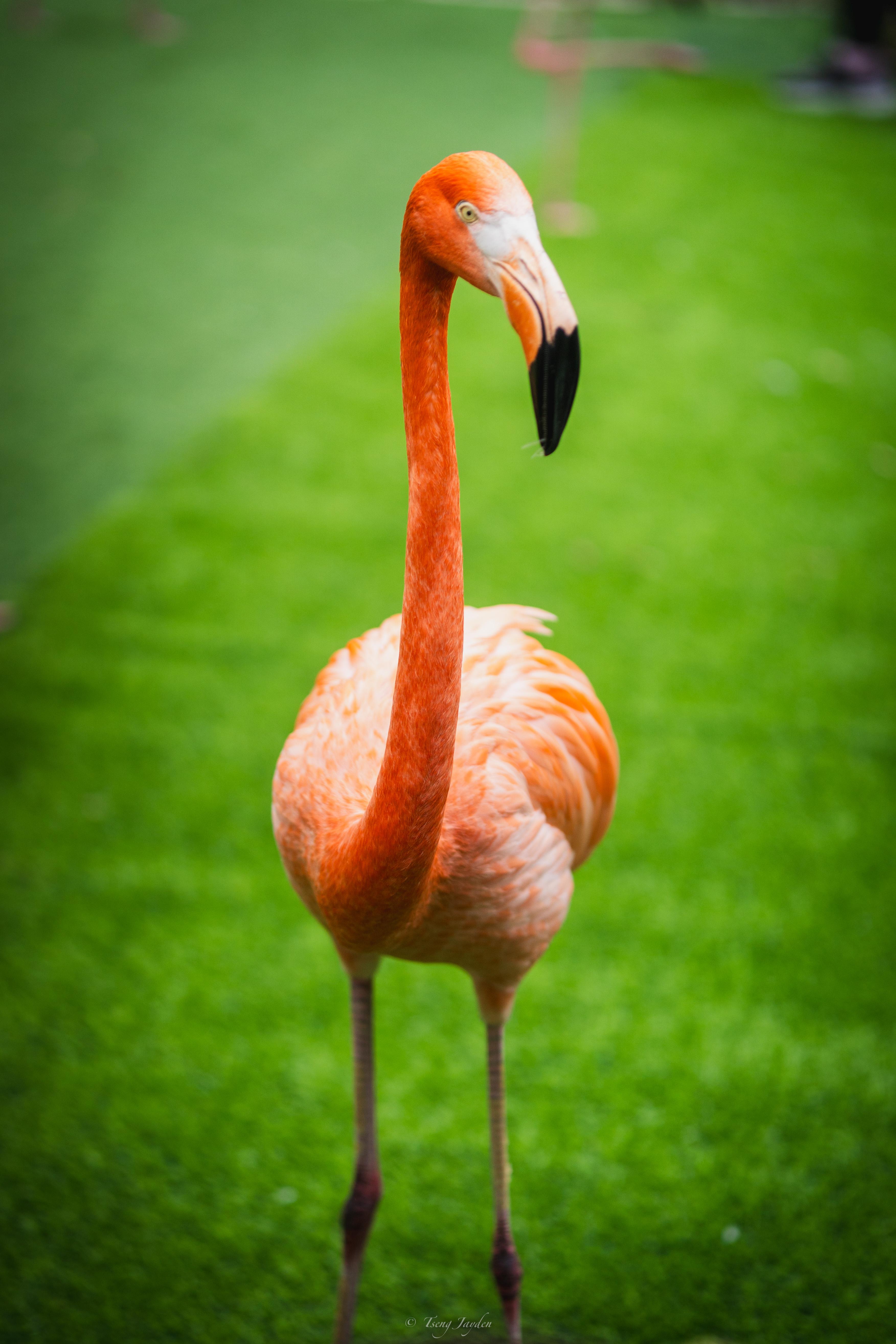 Flamingo