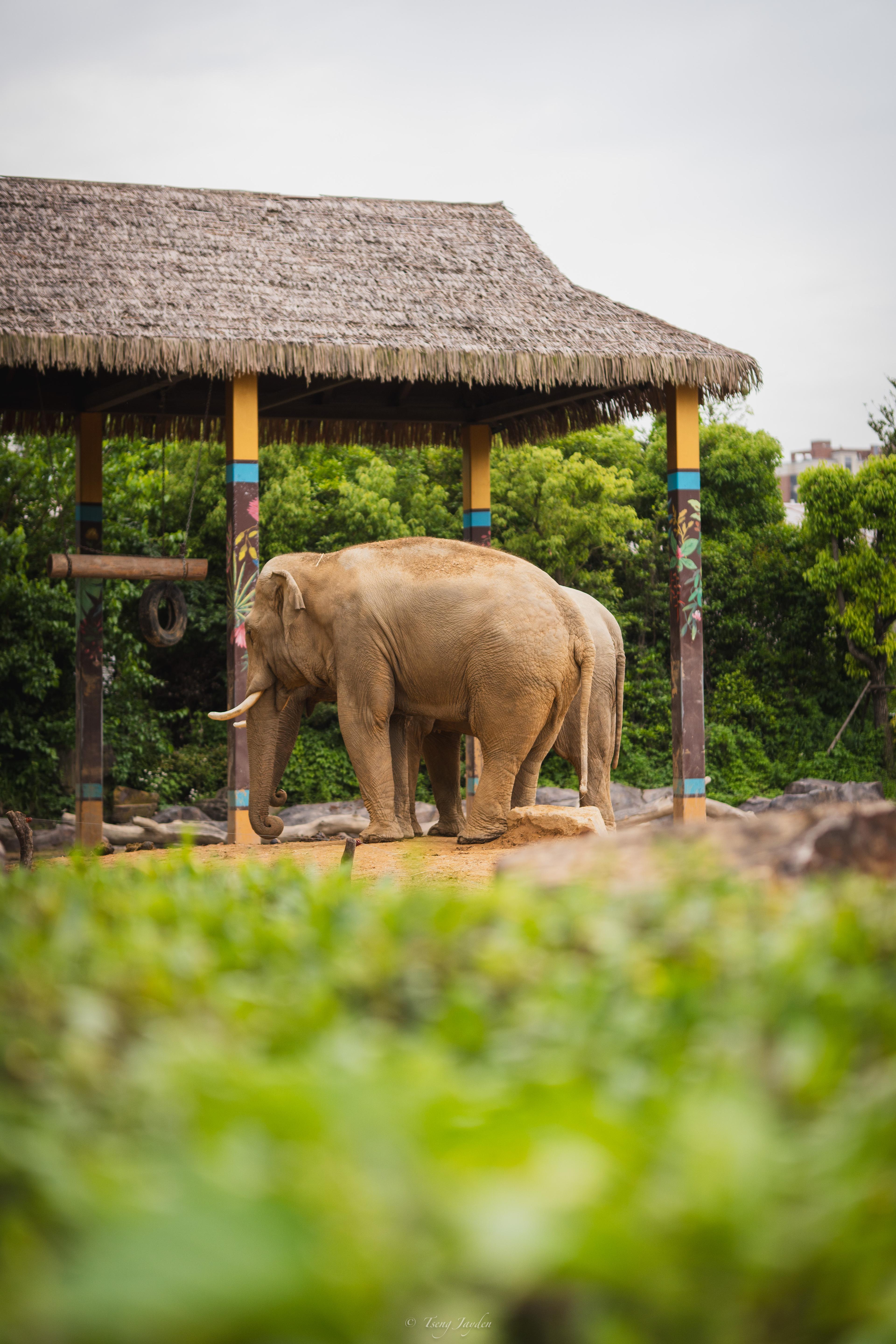 Asian Elephant