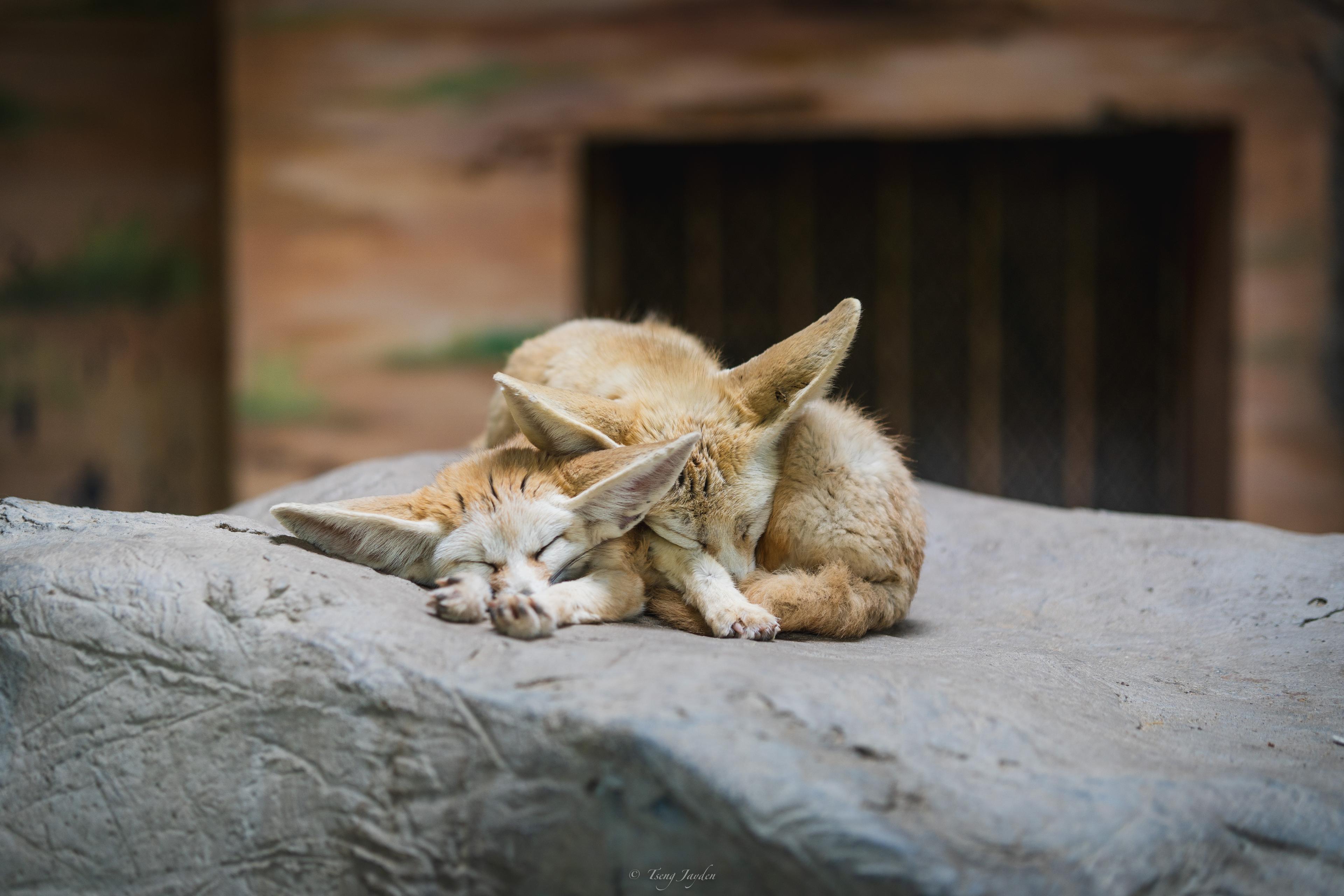 Fennec Fox